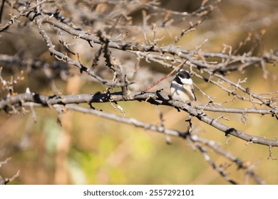 A closeup of a small Black-capped chickadee bird, Poecile atricapillus camouflaged in dried tree branches - Powered by Shutterstock