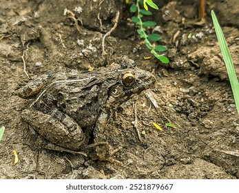 Close-up of a small brown frog with white stripes on its back, sitting on damp soil.