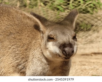 A close-up of a small, brown marsupial with large ears and a pointed snout. It is looking directly at the camera with a slightly curious expression.  - Powered by Shutterstock