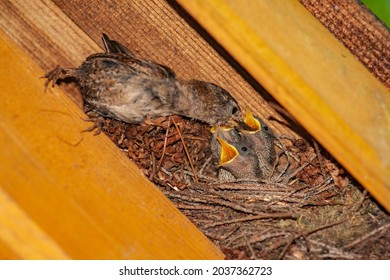 A Closeup Of The Small Brown Wren Bird Feeding Its Hatchlings In The Nest