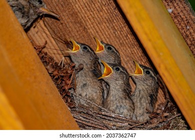 A Closeup Of The Small Brown Wren Bird Feeding Its Hatchlings In The Nest