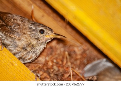 A Closeup Of The Small Brown Wren Bird In Its Nest