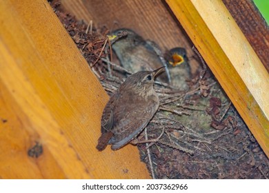 A Closeup Of The Small Brown Wren Bird Feeding Its Hatchlings In The Nest