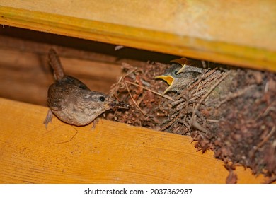 A Closeup Of The Small Brown Wren Bird Feeding Its Hatchlings In The Nest