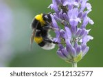 Close-up of a small bumblebee, close-up of a bumblebee, bumblebee on a lavender flower, insect on a lavender flower