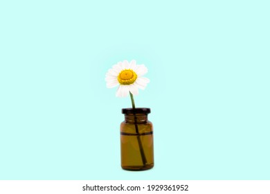Close-up of a small chamomile flower in a tiny glass bottle against a light blue background.