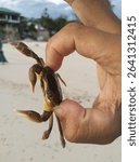 Close-up of a small crab held by human fingers on a sandy beach with blurred background of buildings and sky. Marine life encounter in a tropical coastal area