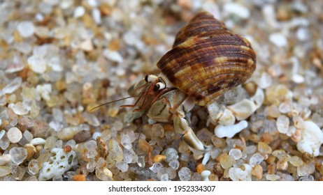 Close-up Of Small Crab In A Shell On A Sand