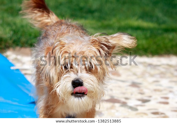 Closeup Small Dog Long Blond Hair Stock Photo Edit Now 1382513885