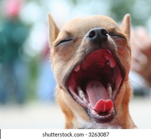 Close-up of a small dog, mouth wide open, tongue out with blurred background