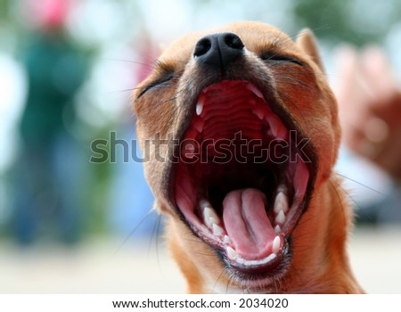 Close-up of a small dog, mouth wide open in a big yawn with blurred background