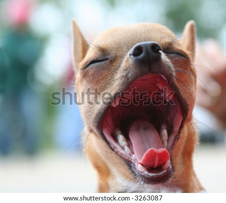 Close-up of a small dog, mouth wide open, tongue out with blurred background