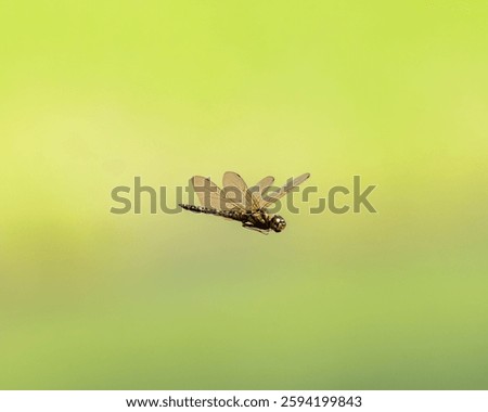 A closeup of a small dragonfly during a flight with a green blurry background