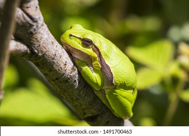 9,348 Sun frog Images, Stock Photos & Vectors | Shutterstock