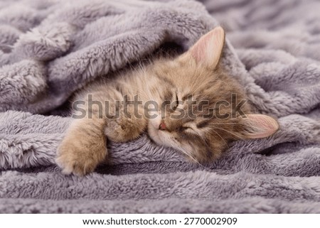 A close-up of a small, fluffy grey tabby kitten sleeping peacefully tucked under a plush grey blanket. Authentic photography of a domestic cat resting.