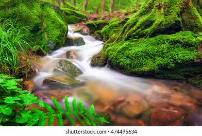Closeup of a small forest brook, the clear water gently flowing through moss covered forest ground - Shutterstock ID 474495634