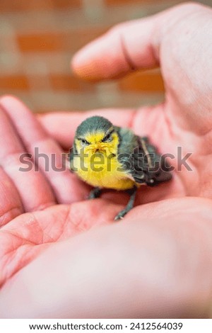 Closeup of a small, frightened tit has fallen out of its nest held in hands saved by a bird lover