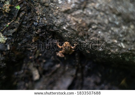 A closeup of a small frog climbing a tree 