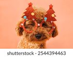 Close-up small ginger poodle dog with a red Christmas glasses on a red background. Pet