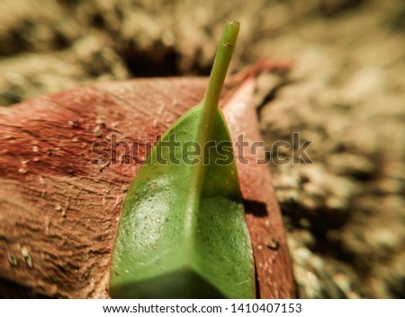 A close-up of a small green leaf on a large dead leaf in macro
