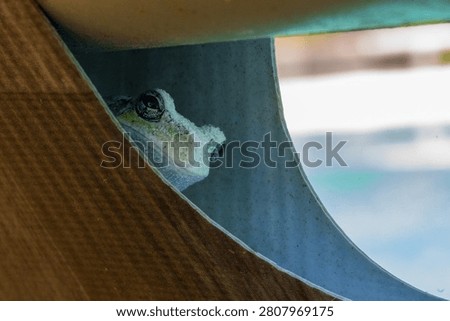 Close-up of a small green tree frog peeking out from behind a textured surface in natural daylight, showcasing amphibian detail and habitat.