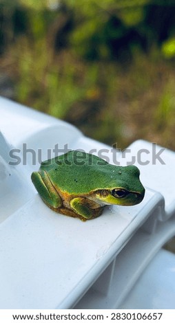 Close-up of a small green tree frog resting on a white plastic clothespin of a drying rack in the morning light, macro nature photography.