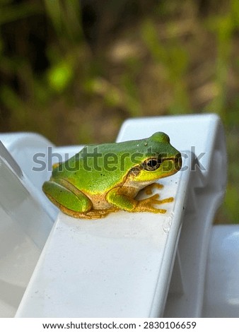 Close-up of a small green tree frog resting on a white plastic clothespin of a drying rack in the morning light, macro nature photography.