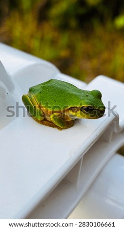 Close-up of a small green tree frog resting on a white plastic clothespin of a drying rack in the morning light, macro nature photography.