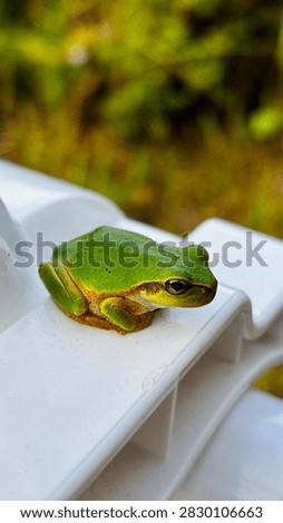 Close-up of a small green tree frog resting on a white plastic clothespin of a drying rack in the morning light, macro nature photography.