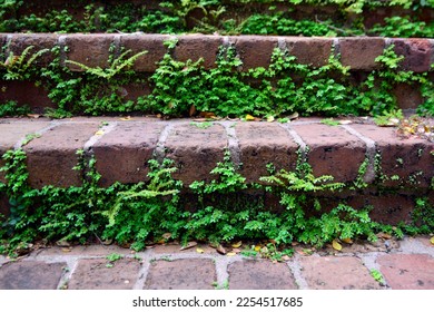 Close-up of small, green vine plants growing through old, red brick steps