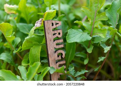 A Closeup Of A Small Greens Plant, Arugula, With Vibrant Green Leaves. The Mustard Plant Is Thick And Fresh. There's A Wooden Sign Or Marker With The Word Arugula In Among The Vibrant Green Leaves.