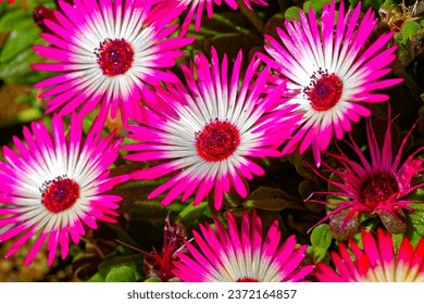 Close-up of small group of pink and white vygie (daisy) wildflowers growing in spring near Riversdale in the Western Cape, South Africa - Powered by Shutterstock