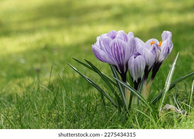 Close-up of a small group of purple-white striped spring crocuses in a sunlit lawn, copy space