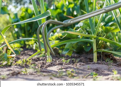 Close-up of small hand garden rake is loosening soil around the green garlic