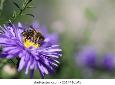 Close-up of a small honeybee sitting on a flowering purple aster in autumn and looking for food. There is space for text. - Powered by Shutterstock