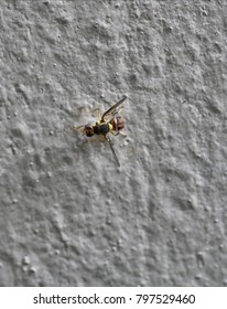 Closeup of small hoverfly on wall background 