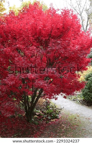 Closeup of the small Japanese Maple Acer palmatum Skeeter's Broom with red autumn colour leaves.