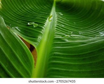 Close-up of a small leaf enclosure, showcasing the miniature habitat and the sharp shadows cast by the surrounding bright summer foliage.