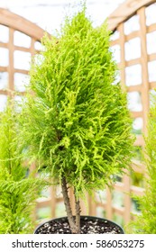 Closeup Of Small Lemon Cypress Tree