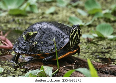 A closeup of a small Mud turtle on a mossy wood on a lake