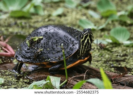 A closeup of a small Mud turtle on a mossy wood on a lake