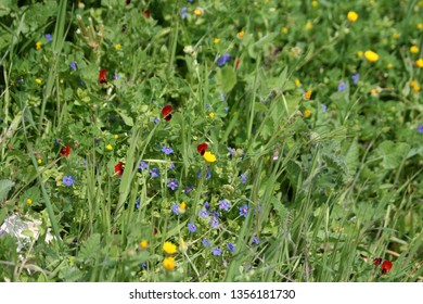 Close-up of the small multi colored spring wildflowers growing in a meadow among the green grass 