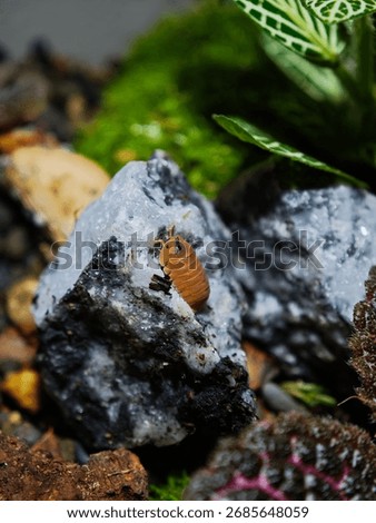 Close-up of a small orange isopod crawling on a textured gray rock in a natural terrarium setting. Macro photography