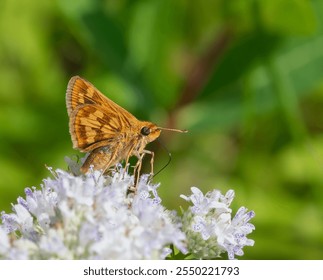 Closeup of a small orange Skipper butterfly feeding on tiny white flowers with its proboscis drinking the nectar. Skipper butterflies are numerous in many gardens in the summer. - Powered by Shutterstock