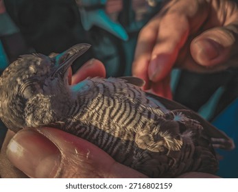 Close-up of a small, patterned bird being gently held in human hands, showing detailed feathers and beak.