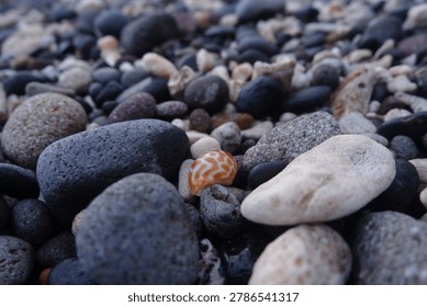 Close-up of a small patterned orange seashell nestled among smooth dark volcanic rocks on a beach. Beautiful details of coastal gravel and marine treasures. Ideal for nature stock photography.