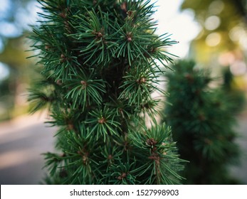 Closeup of small pine with blurred background