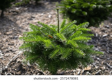 A close-up of a small pine tree growing in the filed