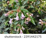 Close-up of small, pink flowers against glossy, dark green foliage of Abelia x grandiflora 