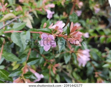 Close-up of small, pink flowers against glossy, dark green foliage of Abelia x grandiflora 'Edward Goucher'